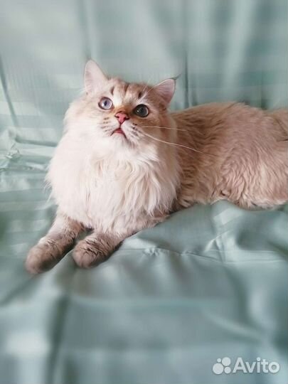 Длинношерстный британец