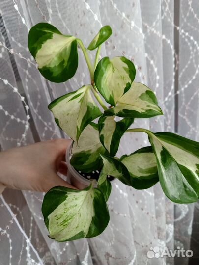 Комнатные растения