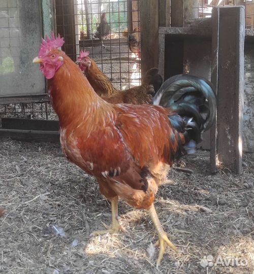 Куры и петухи