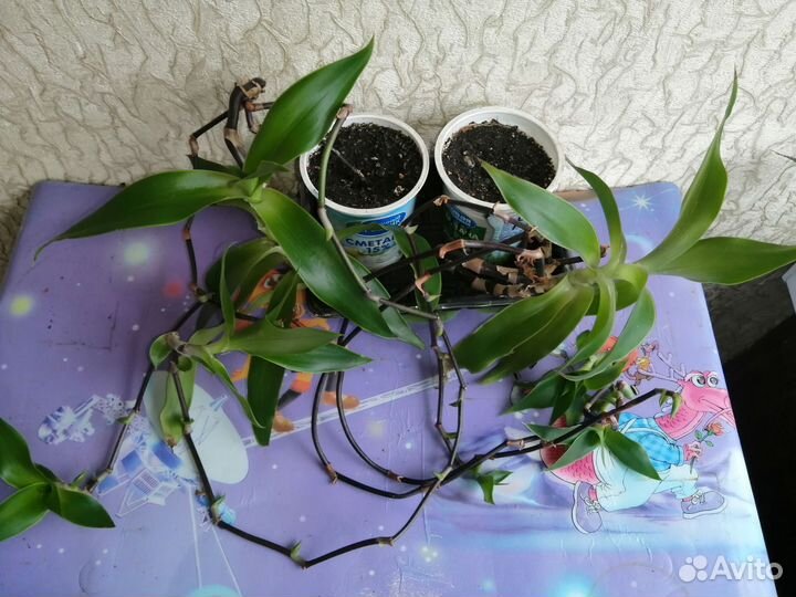 Растение золотой ус