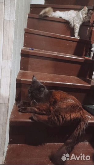 Мейн-кун вязка коты