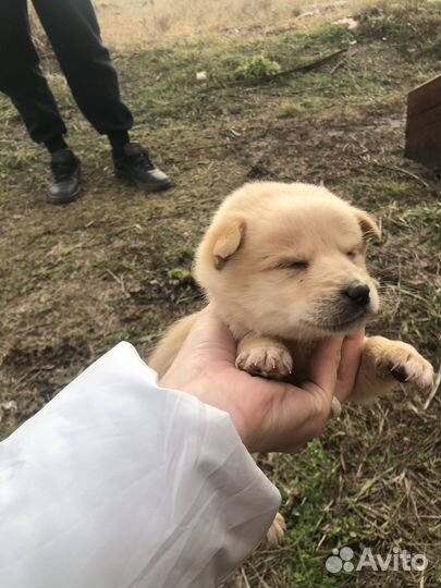 Щенок в добрые руки бесплатно