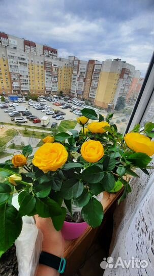Роза домашняя