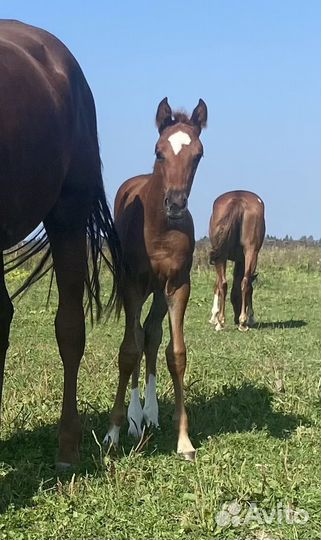 Тракененская кобылка отъём