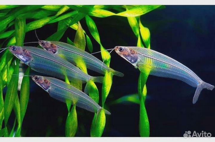 Сом Стекляный,Отоцинклюс,Водорослиеды,Лисички SAE