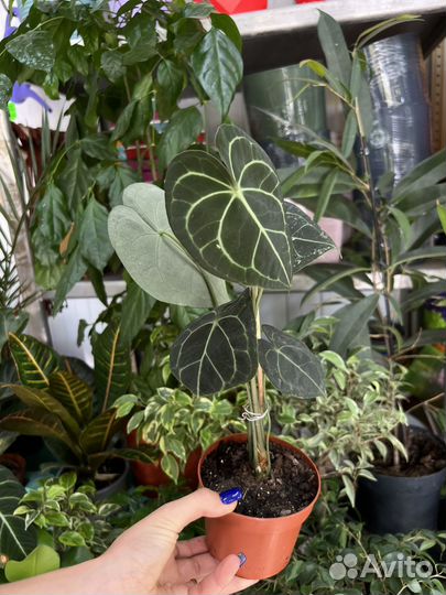 Антуриум кларинервиум Хрустальный