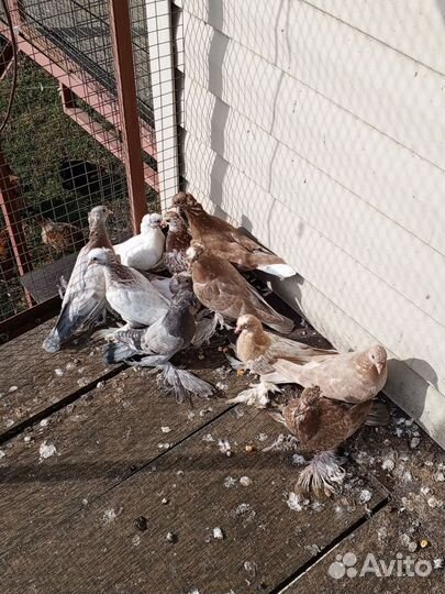 Голуби среднеазиатские бойные