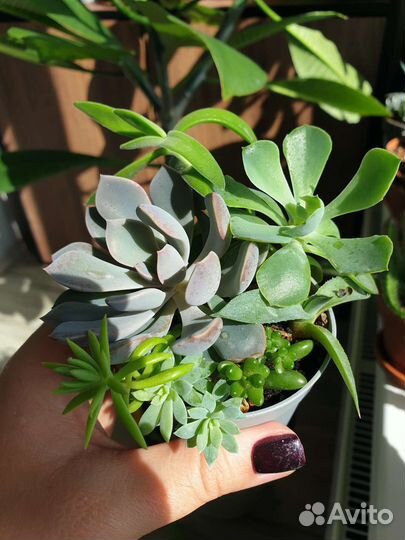 Суккуленты наборы мини садики