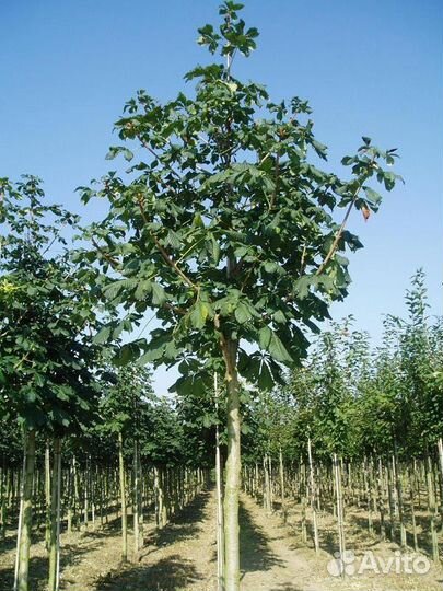 Каштан Конский саженцы