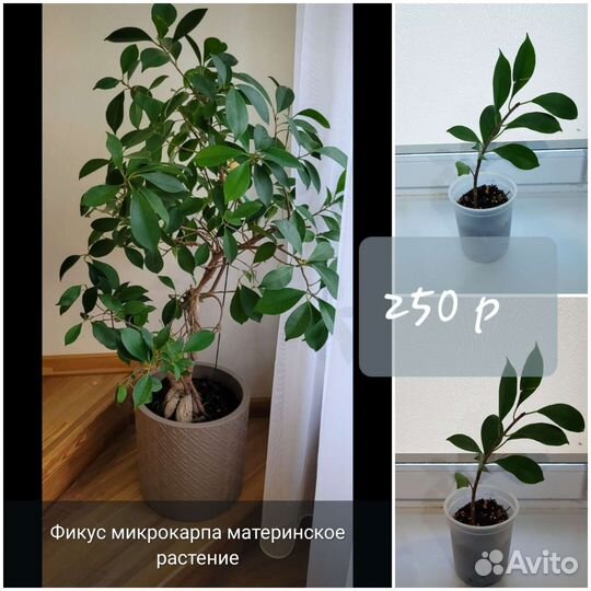 Фикус, клеродендрум,нефролепис