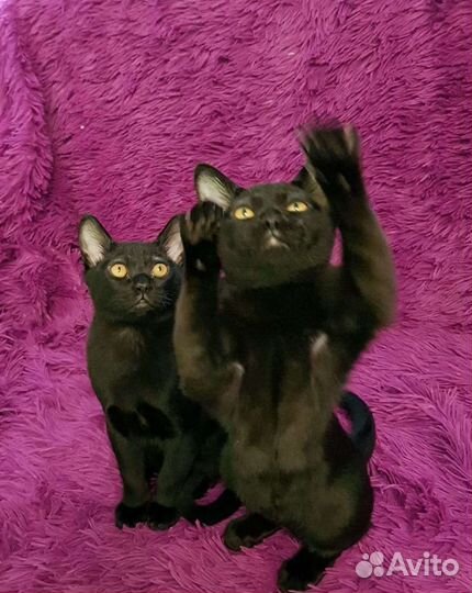 Бомбейская нежность