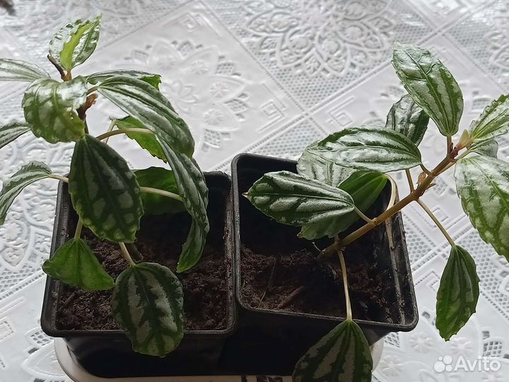 Пилея кадье