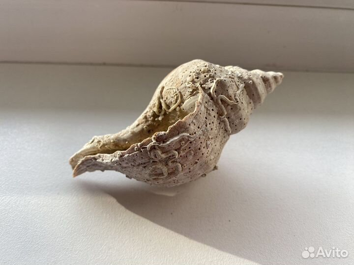 Реликтовая ракушка