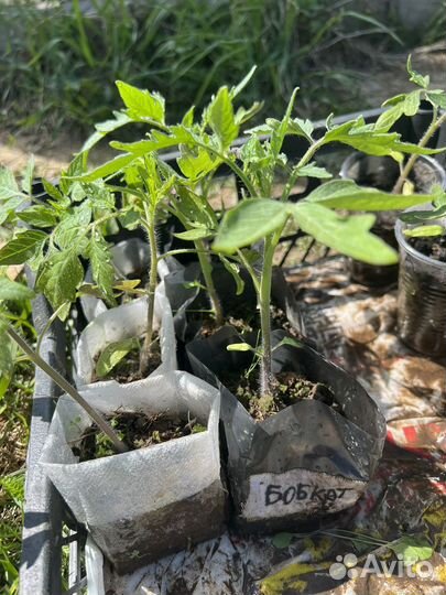 Рассада помидор подходят для открытого грунта