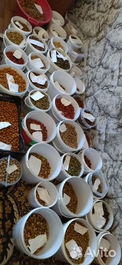 Карповые бойлы