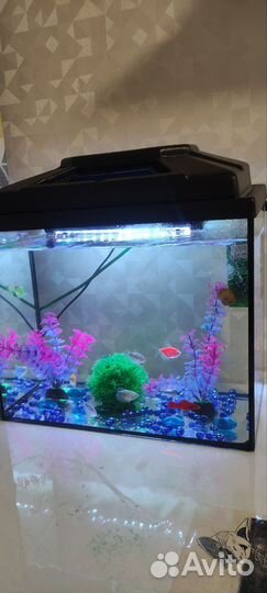 Аквариум с рыбками