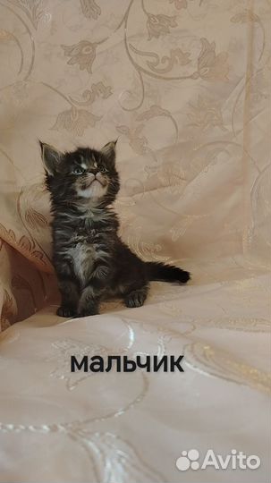 Мейн-кун