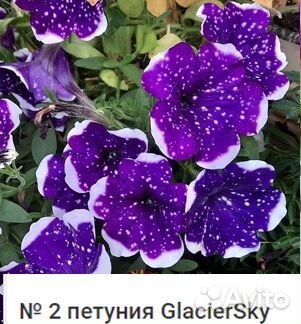 Вегетативная петуния (в наличии и под заказ)