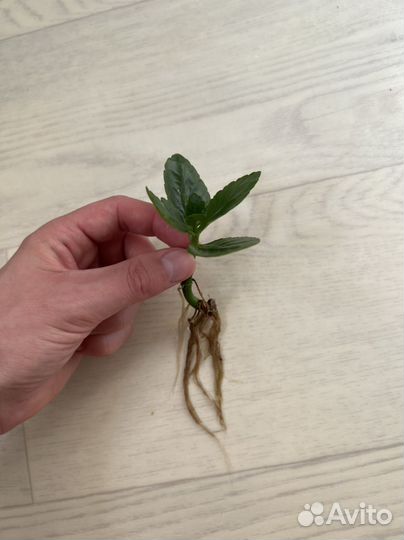 Комнатные цветы каланхоэ