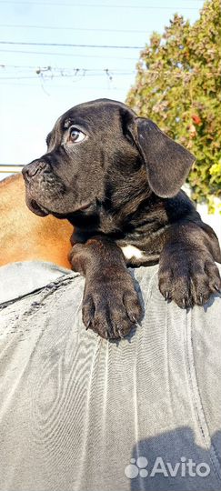 Щенки кане Корсо