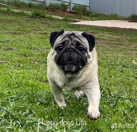 Зоогостиница/передержка для собак 