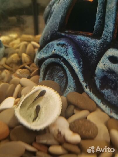 Аквариумные рыбки сомики