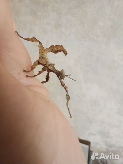 Австралийский палочник