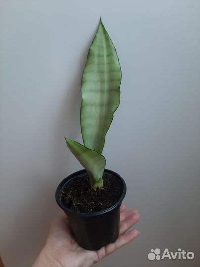 Комнатный цветок сансевиерия