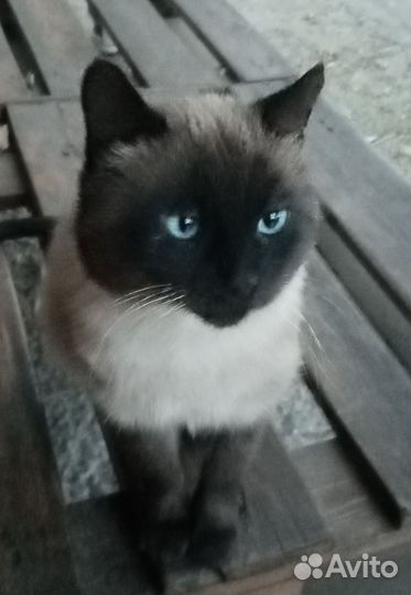 Сиамский кот вязка