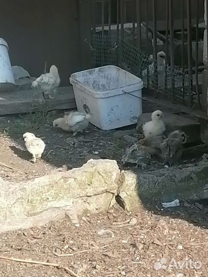 Китайские шёлковые цыплята