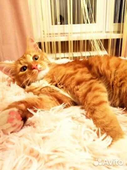 Котик в дар бесплатно