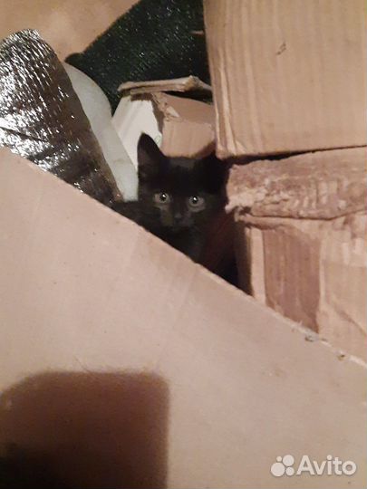 Воспитанные Котята Мышеловы :)
