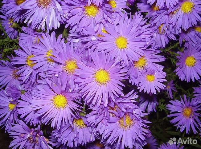 Сентябрина