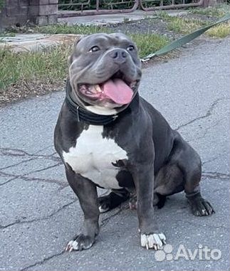 Американский булли вязка