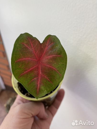 Каладиум Rose Glow