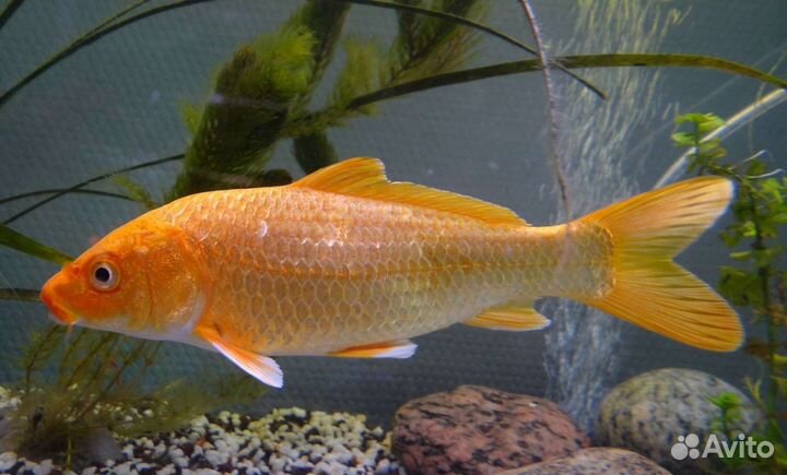 Японский цветной карп кои