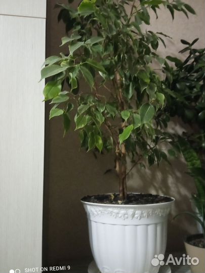 Фикус бенджамина пестролистный