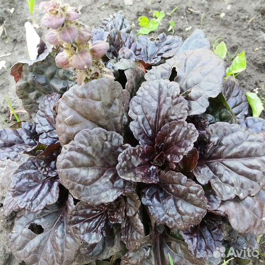 Почвопокровники