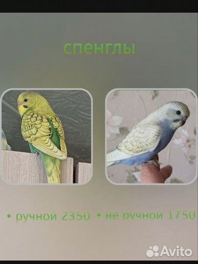 Волнистый попугай