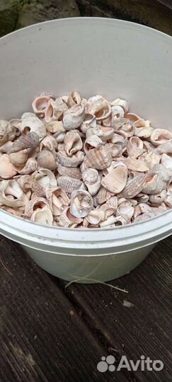 Морские ракушки и камушки