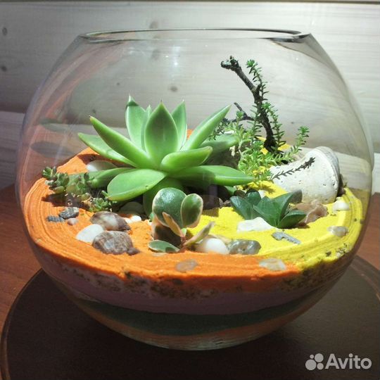 Флорариум суккуленты