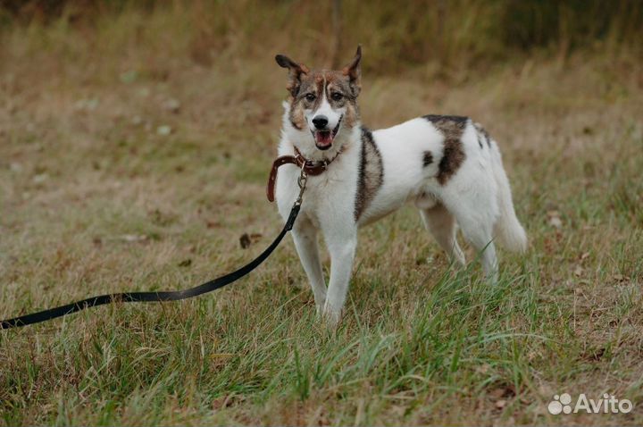 Умничка хочет жить дома