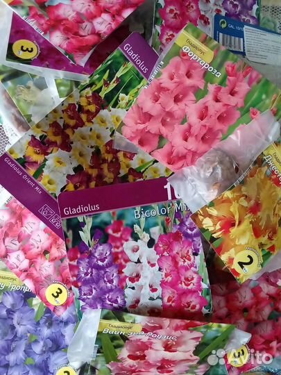 Гладиолусы луковицы