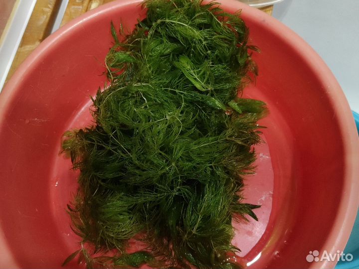 Роголистник