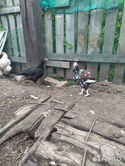 Продам куриц и петухов