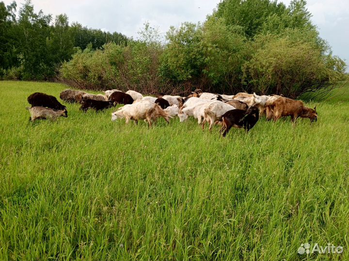 Козы дойные.овцы.козлы.козлята.оптом