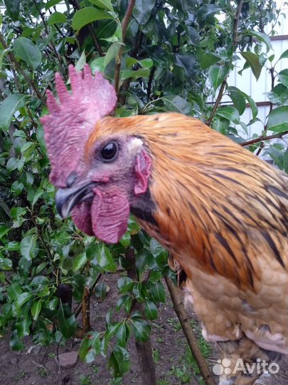 Петушки Лакендази, Айям Цемани, Америкуаны черыне