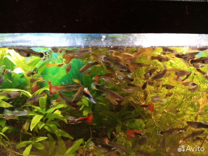 Гуппи, Анциструсы