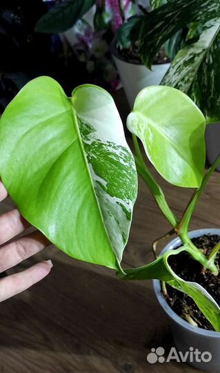 Монстера Альба Борзига вариегатная