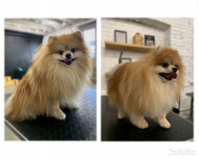 Груминг собак